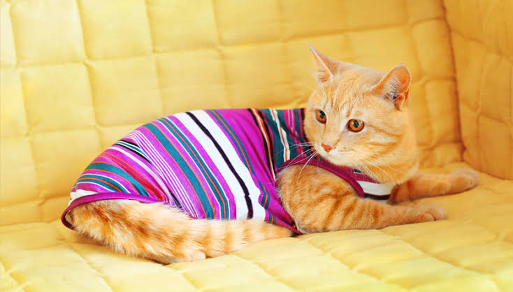COMFORTABLE STYLES FOR PETS